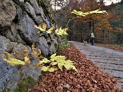 PIZZO BADILE (2044 m) ad anello colorato d’autunno da Piazzatorre-31ott22- FOTOGALLERY